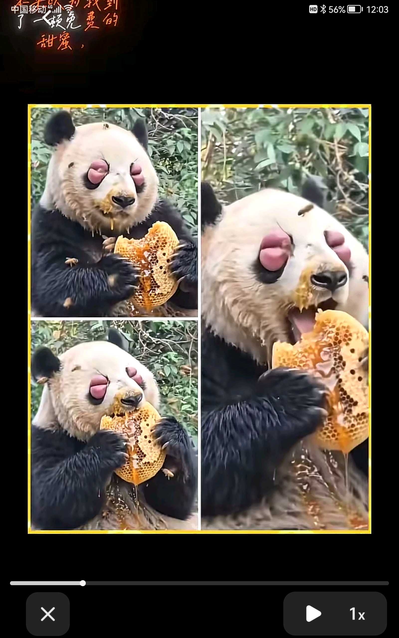 动态图片
